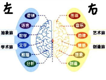 左腦和右腦