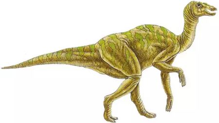 為什么竹子中間是空心的呢？