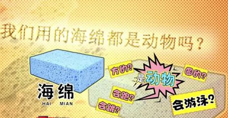 為什么說海綿是動物？
