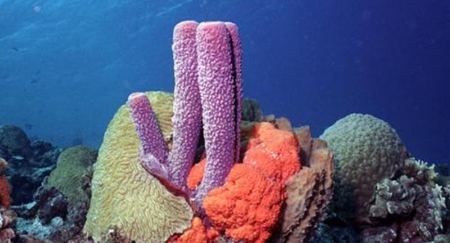 為什么說海綿是動物？