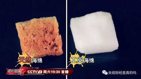 為什么說海綿是動物？