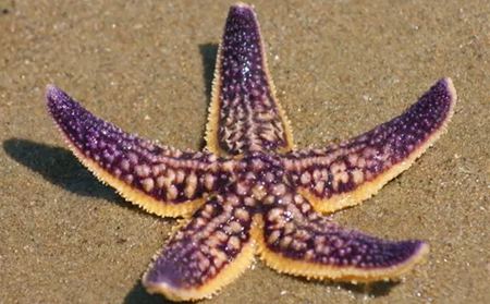 為什么海星是奇妙的動物呢？
