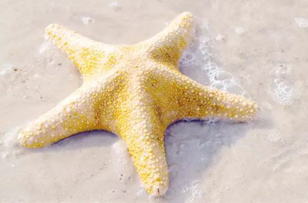 為什么海星是奇妙的動物呢？