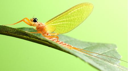 蜉蝣為什么只能活一天？