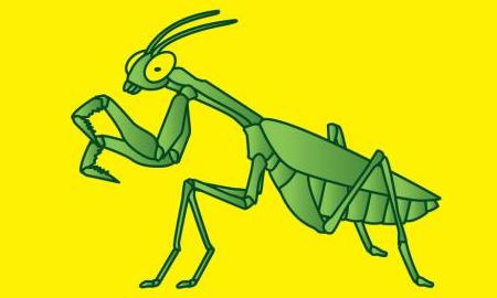 為什么說(shuō)螳螂是“捕蟲(chóng)神刀手”？