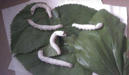 桑蠶為什么喜歡吃桑葉？