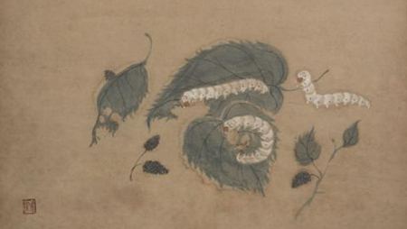 桑蠶為什么喜歡吃桑葉？