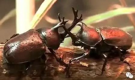 為什么獨(dú)角仙總是喜歡打架？