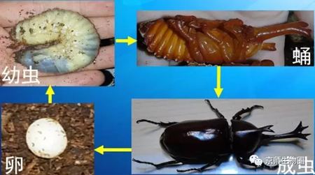 為什么獨(dú)角仙總是喜歡打架？