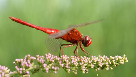 你知道蜻蜓有多少只眼睛嗎？
