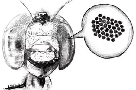 你知道蜻蜓有多少只眼睛嗎？