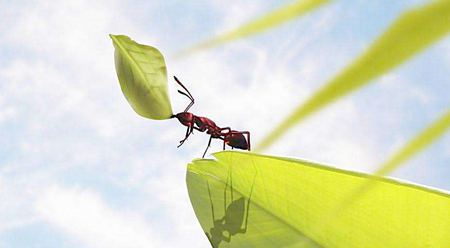 螞蟻為什么能認(rèn)路？