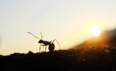 螞蟻為什么能認(rèn)路？