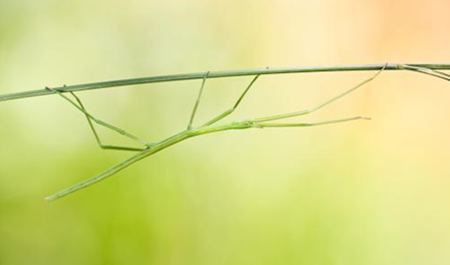 竹節(jié)蟲是什么樣的？竹節(jié)蟲有毒嗎？