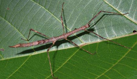 為什么螢火蟲會(huì)發(fā)光？