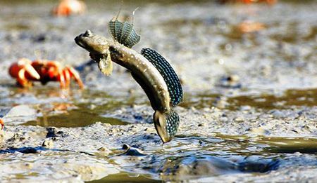 世界上有會爬樹的魚嗎？