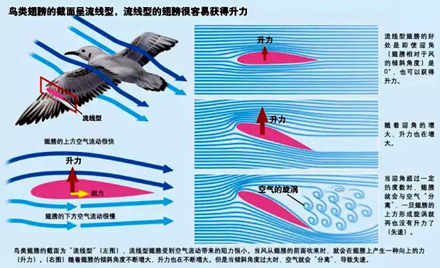 小鳥為什么會(huì)飛,鳥兒能飛的原因