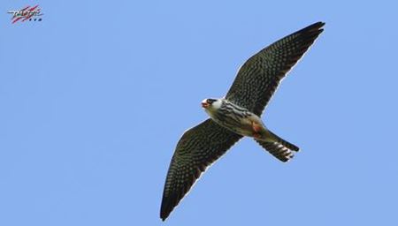 小鳥為什么會(huì)飛,鳥兒能飛的原因
