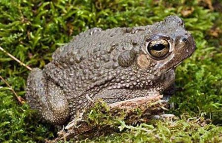 為什么蟾蜍身上長(zhǎng)滿疙瘩？