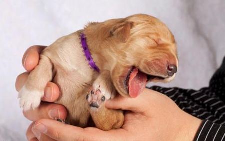 動(dòng)物打哈欠是什么意思？