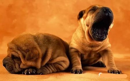 動(dòng)物打哈欠是什么意思？