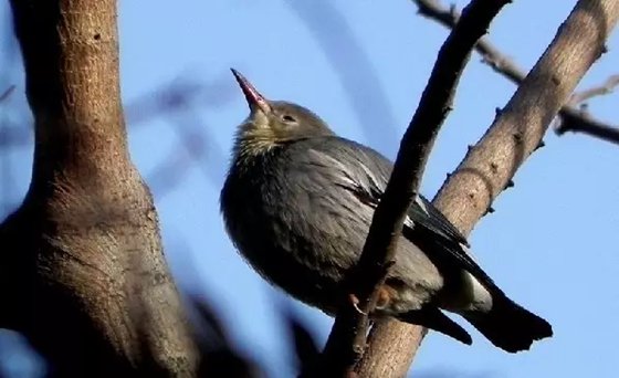 為什么鳥睡覺的時(shí)候經(jīng)常眨眼？