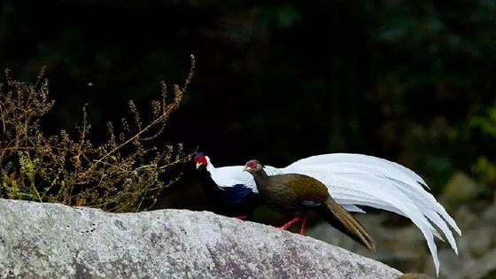 為什么雄鳥比雌鳥漂亮？