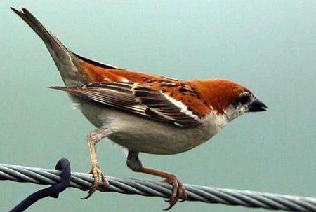 麻雀是益鳥還是害鳥？