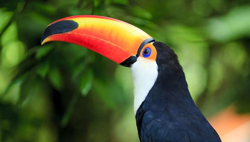 巨嘴鳥的嘴有什么作用？