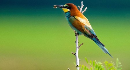 鳥類是靠什么認(rèn)路的,鳥兒遷徙靠什么來導(dǎo)航