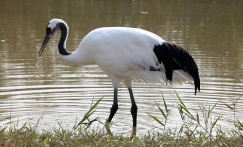 鶴為什么要用一只腳站著睡覺？