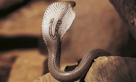 為什么眼鏡蛇發(fā)怒時(shí)脖子會(huì)變粗？