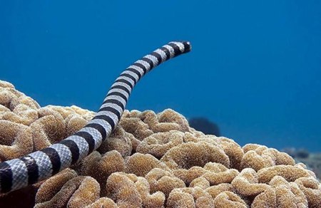 為什么眼鏡蛇發(fā)怒時(shí)脖子會(huì)變粗？