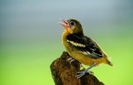 鳥(niǎo)兒為什么要唱歌,小鳥(niǎo)歌唱的原因