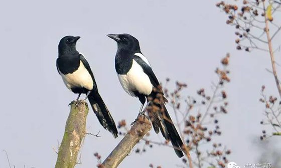 喜鵲真的會(huì)報(bào)喜嗎,喜鵲報(bào)喜的由來