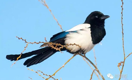 喜鵲真的會(huì)報(bào)喜嗎,喜鵲報(bào)喜的由來