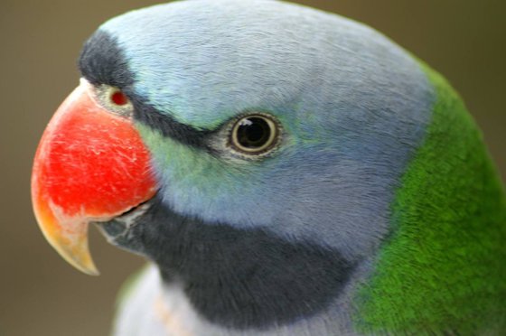 鸚鵡為什么會說話,鸚鵡學(xué)說話的原因