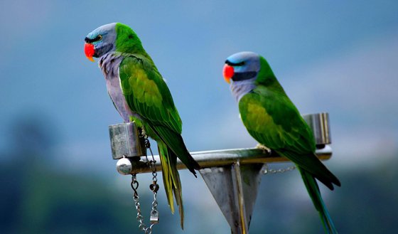 鸚鵡為什么會說話,鸚鵡學(xué)說話的原因