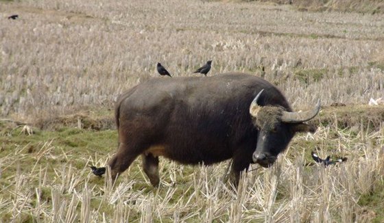 八哥為什么喜歡站在牛背上？