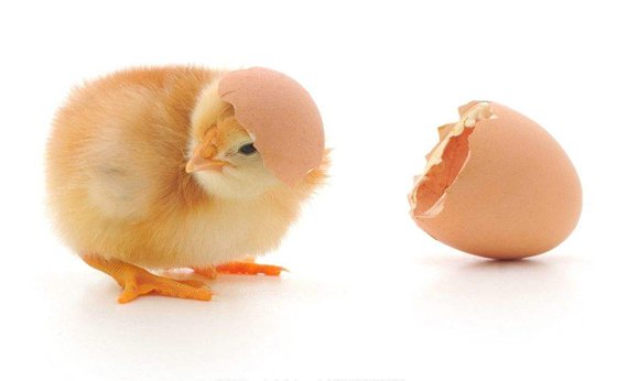 為什么小鳥(niǎo)要自己啄破蛋殼