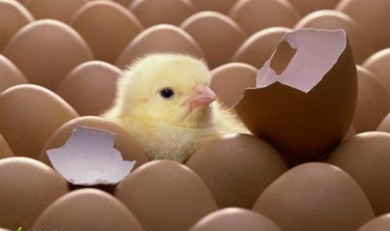 為什么小鳥(niǎo)要自己啄破蛋殼