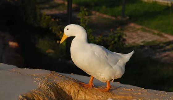 為什么鴨子走路一搖一擺的？