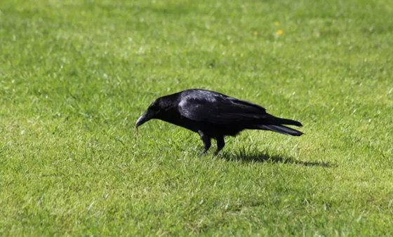 為什么說烏鴉是最聰明的鳥？