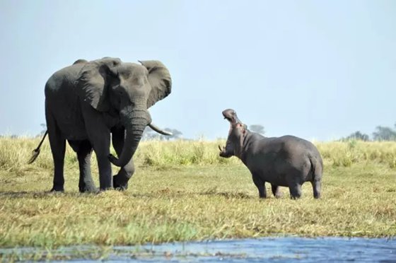 為什么河馬的五官都長在頭頂上