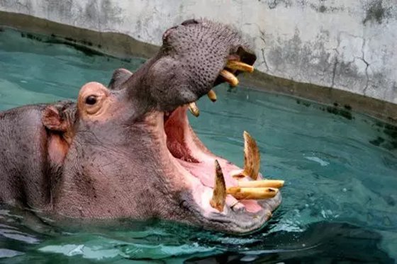 為什么河馬的五官都長在頭頂上