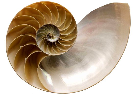 你知道鸚鵡螺的生長線嗎？