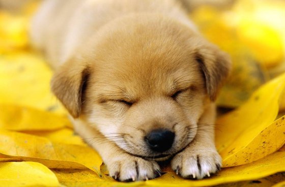 為什么狗睡覺前要繞幾個(gè)圈子？