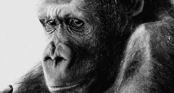 為什么類人猿不可能進化成人？