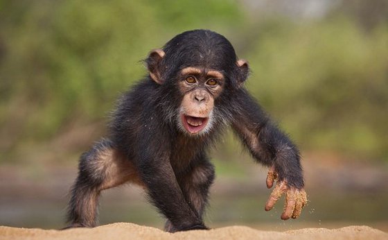 為什么類人猿不可能進化成人？