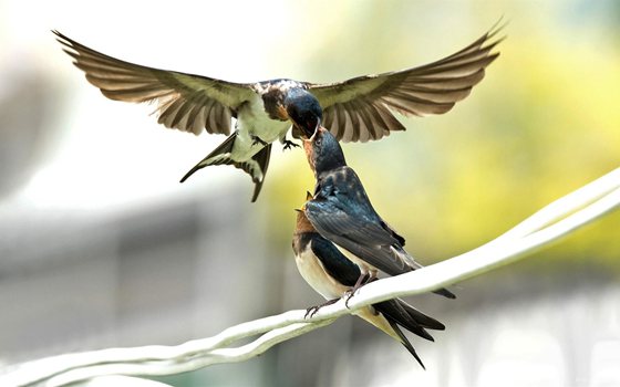 為什么說(shuō)燕子是捕蟲(chóng)能手,燕子一天能捕多少害蟲(chóng)